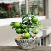 İtalyan Limon Bonzai Ağacı Tohumu Ekim Seti 3 Tohum +Saksı+Toprak - 2