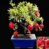Bodur Nar Bonzai Ağacı Tohumu 5 Tohum +Süpriz Bonsai Ağacı Tohumu - 4