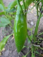 İthal Nadir Acı Balık Biberi Tohumu Biber Tohumu 10 Tohum + Süpri thumbnail 2