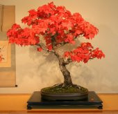 Liquidambar Bonzai Ağacı Tohumu 5 Tohum + Süpriz Bonsai Tohumu - 3