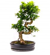 Bodur Tesbih Bonzai Ağacı Tohumu 5 Tohum + Süpriz Bonsai Tohumu - 3