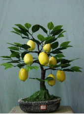 İtalyan Limon Bonzai Ağacı Tohumu Ekim Seti 3 Tohum +Saksı+Toprak - 3