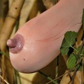 Nadir Vietnam Kabak Tohumu Ekim Seti 3 Tohum +Saksı+Toprak+Hediye - 3