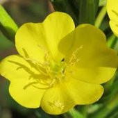 10 Adet Tohum Nadir Ezan Çiçeği Tohumu Ezan Çiçek Tohumu Sürpriz Hediye Tohumlu thumbnail 1