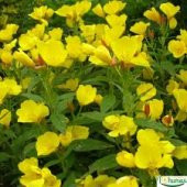 10 Adet Tohum Nadir Ezan Çiçeği Tohumu Ezan Çiçek Tohumu Sürpriz Hediye Tohumlu thumbnail 2