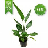 Starliçe Regina Bitkisi Çiçeği 70 Cm - 1