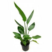 Starliçe Regina Bitkisi Çiçeği 70 Cm - 2