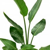 Starliçe Regina Bitkisi Çiçeği 70 Cm - 3