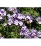 Arı Otu Tohumu - Faselya thumbnail 3