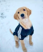 Adidog Black Hoodie Kapşonlu Sweatshirt, Orta ve Büyük Irklar İçin - 6