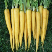 Nadir İthal Sarı Havuç Tohumu 25 Tohum + Süpriz Hediye thumbnail 2