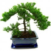 3lü Set Bonzai Ağacı Tohumu Bonsai Acer Rubrum Çınar Selvi Ekim - 5