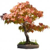 3lü Set Bonzai Ağacı Tohumu Bonsai Acer Rubrum Çınar Selvi Ekim - 6