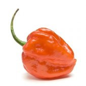 Acı Habanero Biber Tohumu Ekim Seti 5 Tohum + Saksı + Toprak - 1