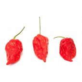 But Jolokia Biber Tohumu Ekim Seti 5 Tohum + Saksı + Toprak - 2