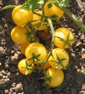 Cherry Sarı Domates Tohumu 5 Tohum + Süpriz Hediye Tohum - 2