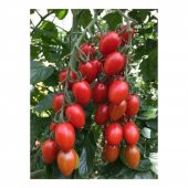 Saksılık Zeytin Domates Tohumu Ekim Seti 10 Tohum +Saksı+Toprak - 3