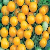 Cherry Sarı Domates Tohumu 5 Tohum + Süpriz Hediye Tohum - 3