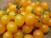Cherry Sarı Domates Tohumu 5 Tohum + Süpriz Hediye Tohum - 4
