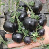 Siyah Domates Tohumu Ekim Seti 5 Tohum +Saksı+Toprak+Süpriz thumbnail 4