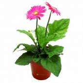 Gerbera Çiçeği Tohumu Ekim Seti 5 Tohum + Saksı + Toprak + Süpriz - 2