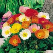 Karışık Gelincik Çiçeği Tohumu 50 Renk Çiçek Tohumu +Süpriz Tohum - 2
