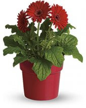 Gerbera Çiçeği Tohumu Ekim Seti 5 Tohum + Saksı + Toprak + Süpriz - 3