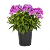 Phlox Çiçeği Tohumu 5 Tohum Çiçek Tohumu + Süpriz Hediye - 3
