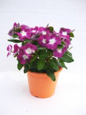 Vinca Rozet Cezayir Menekşesi Tohumu Ekim Seti 5 Tohum +Saksı+Top - 2