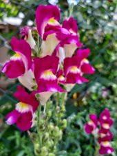 Karışık Bocca Çiçeği Tohumu 15 Tohum Çiçek Tohumu +Süpriz Hediye - 3