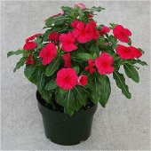 Vinca Cezayir Menekşesi Rozet Çiçeği Tohumu 5 Tohum Çiçek Tohumu - 3