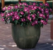 Vinca Cezayir Menekşesi Rozet Çiçeği Tohumu 5 Tohum Çiçek Tohumu - 4