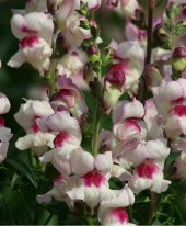 Karışık Bocca Çiçeği Tohumu 15 Tohum Çiçek Tohumu +Süpriz Hediye - 4