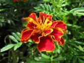 Karagöz Çiçeği Tohumu Ekim Seti 5 Tohum + Saksı + Toprak + Süpriz thumbnail 3