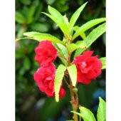 Karışık Türbe Çiçeği Tohumu 5 Tohum + Süpriz Hediye Tohum thumbnail 2