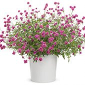 Hanım Düşmesi Çiçeği Tohumu Ekim Seti 5 Tohum + Saksı+Toprak+Süpr thumbnail 1