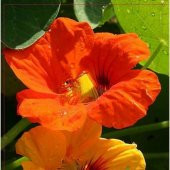 Karışık Türbe Çiçeği Tohumu 5 Tohum + Süpriz Hediye Tohum thumbnail 3