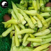 Acı Sarı Stone Biber Tohumu 20 Tohum + Süpriz Hediye Tohum thumbnail 4