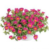 İpek Şellaki Çiçeği Tohumu Ekim Seti 5 Tohum + Saksı+Toprak+Hediy - 1