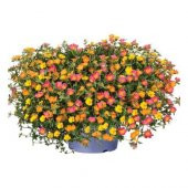 İpek Şellaki Çiçeği Tohumu Ekim Seti 5 Tohum + Saksı+Toprak+Hediy - 2