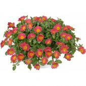 İpek Şellaki Çiçeği Tohumu Ekim Seti 5 Tohum + Saksı+Toprak+Hediy - 3