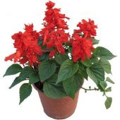 Karışık Ateş Çiçeği Tohumu 5 Tohum Çiçek Tohumu + Süpriz Hediye - 1