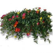 İpek Şellaki Çiçeği Tohumu Ekim Seti 5 Tohum + Saksı+Toprak+Hediy - 4