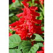 Karışık Ateş Çiçeği Tohumu 5 Tohum Çiçek Tohumu + Süpriz Hediye - 2