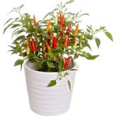 Acı Burbiye Süs Biberi Tohumu Biber Tohumu 20 Tohum + Süpriz Hedi - 1