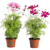 Cosmos Çiçeği Tohumu 5 Tohum Kozmoz Çiçek Tohumu + Süpriz Hediye thumbnail 1