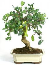 Bodur Keçi Boynuzu Bonzai Ağacı Tohumu 3 Tohum +Hediye Bonsai Toh - 1