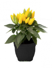 Acı Yayla Biberi Tohumu Ekim Seti 20 Tohum +Saksı +Toprak +Süpriz - 1