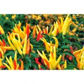 Acı Yayla Biberi Tohumu Ekim Seti 20 Tohum +Saksı +Toprak +Süpriz - 2