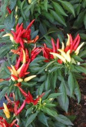 Acı Yayla Biberi Tohumu Ekim Seti 20 Tohum +Saksı +Toprak +Süpriz - 3